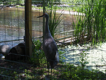 Sandhill crane