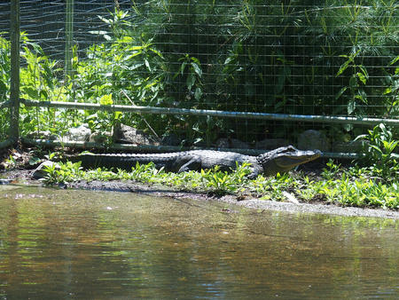 American Alligator
