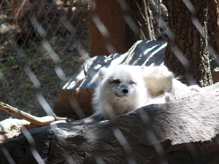 Artic fox #2