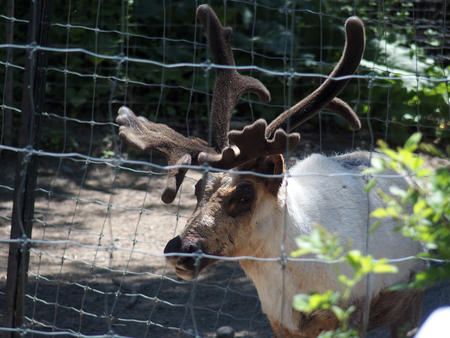 Reindeer