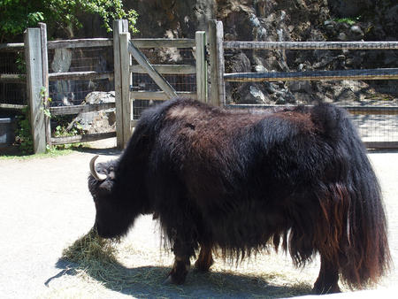 Yak