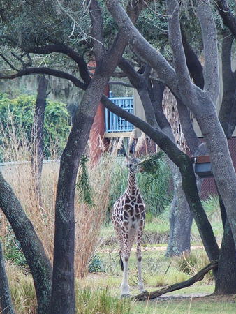 Reticulated Giraffe