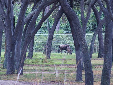 White-Bearded Wildebeast