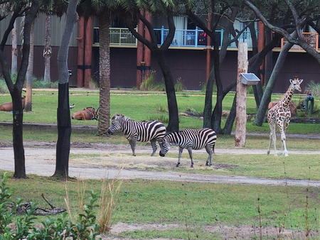 The herd
