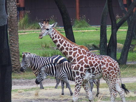 Reticulated Giraffe & Grant's Zebra