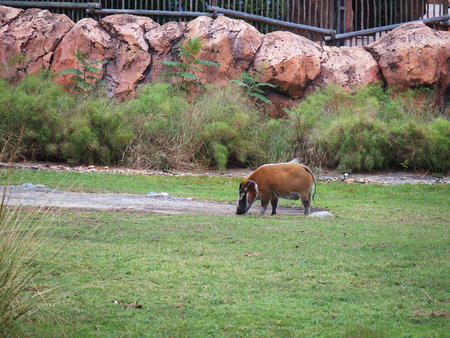 Red River Hog