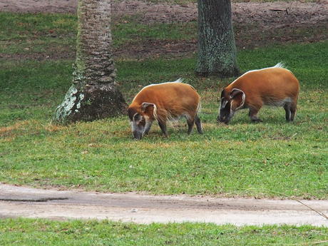 Red River Hogs