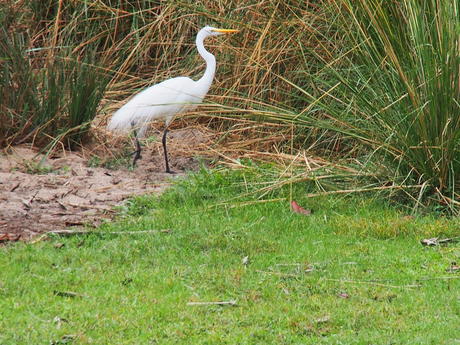 Marabou Stork #3