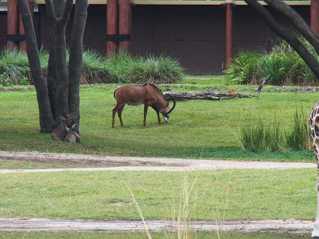 Roan Antelope