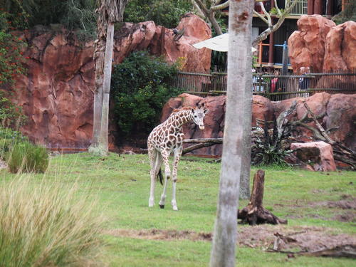 Reticulated Giraffe #8