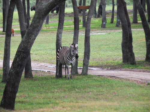Grant's Zebra #3