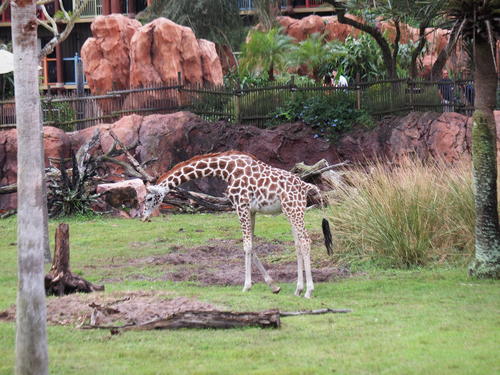 Reticulated Giraffe #10