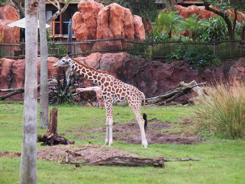 Reticulated Giraffe #11