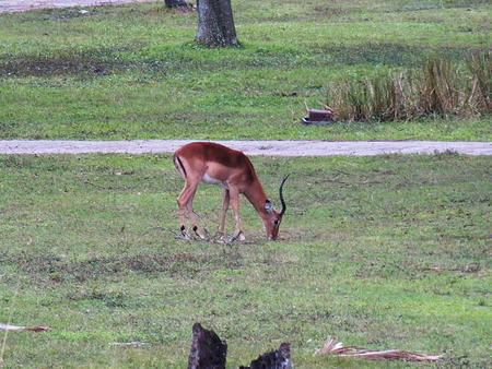 Impala #2
