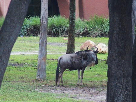 White-Bearded Wildebeast #2
