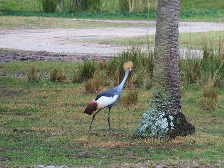 East African Crowned Crane