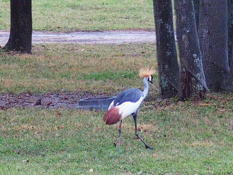 East African Crowned Crane #2