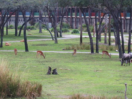 The herd #2