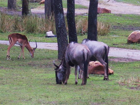 White-Bearded Wildebeast and Impala