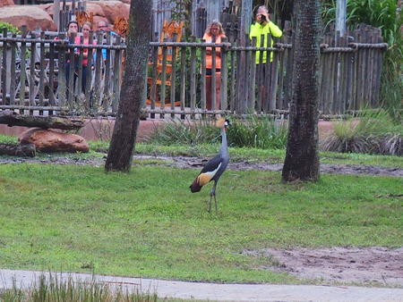 East African Crowned Crane #4