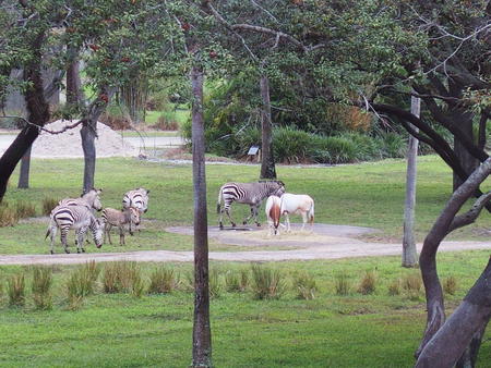 Grant's Zebra and Scimitar-horned Oryx