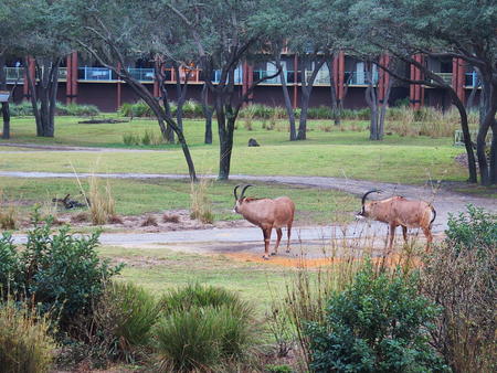 Roan Antelope #2