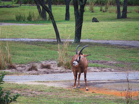 Roan Antelope #4