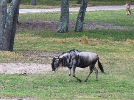 White-Bearded Wildebeast #3