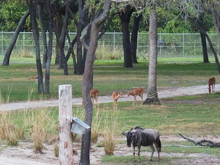 White-Bearded Wildebeast and Thomson's Gazelle