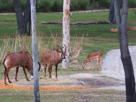 Roan Antelope and Thomson's Gazelle
