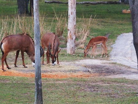 Roan Antelope and Thomson's Gazelle #2