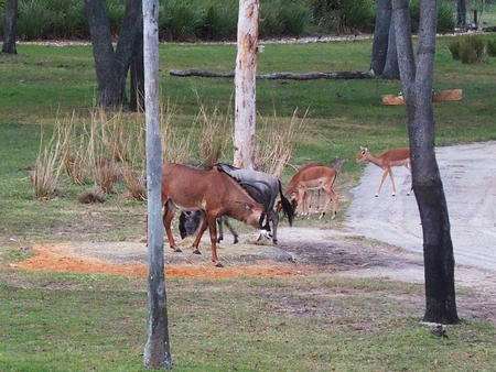 The herd #4