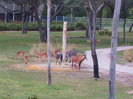 The herd #5