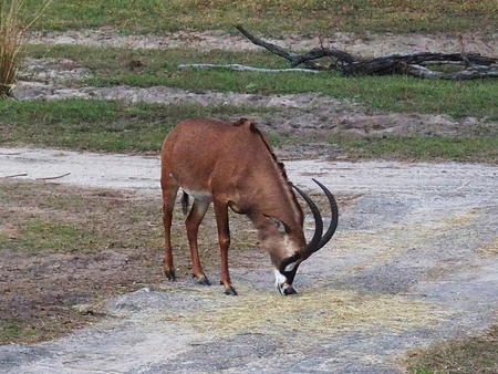 Roan Antelope #6