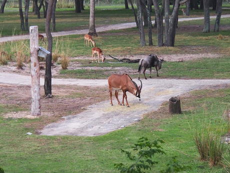 The herd #6