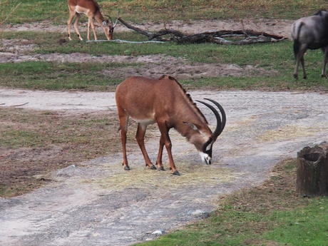 Roan Antelope #7