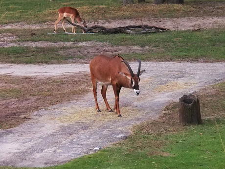 Roan Antelope #9