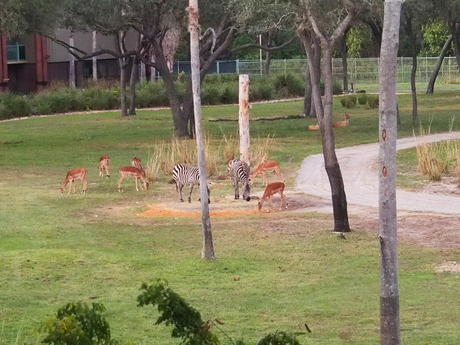 The herd #7