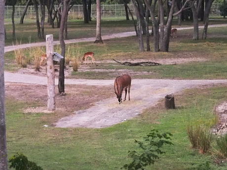 Roan Antelope and Thomson's Gazelle #3