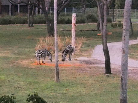 Grant's Zebra #4