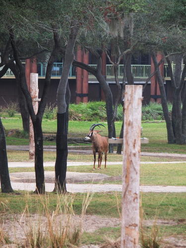 Roan Antelope #11