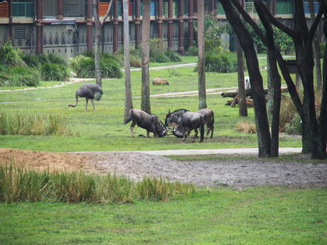 White-Bearded Wildebeast #4