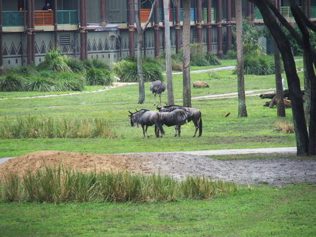 White-Bearded Wildebeast #5