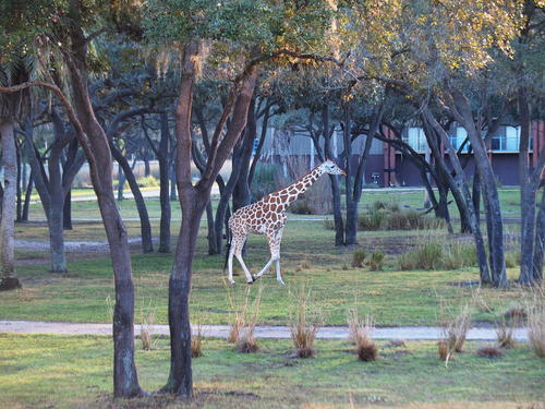 Reticulated Giraffe #12
