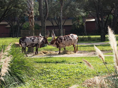 Anikole Cattle