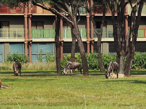 White-Bearded Wildebeast #6