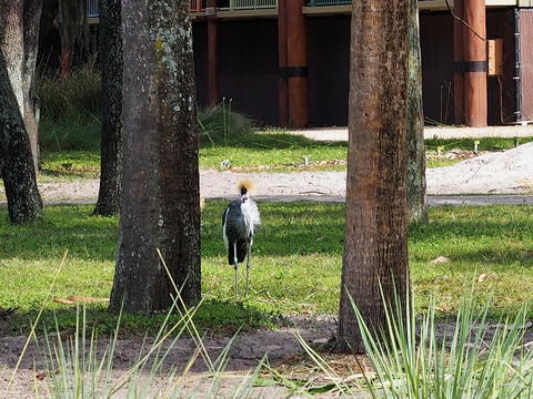 East African Crowned Crane #6