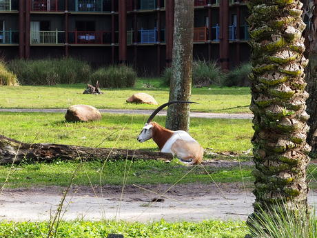 Scimitar-horned Oryx