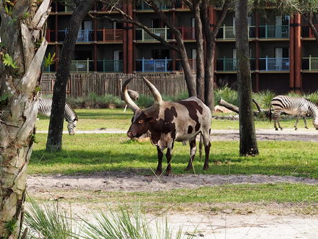 Anikole Cattle #3