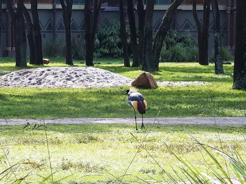 East African Crowned Crane #7